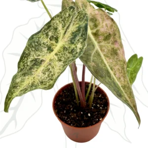Alocasia Black Saturn Stardust Ø-6cm H-15cm