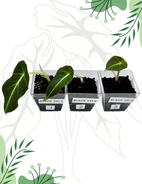 Alocasia Black Velvet Ø-6cm H-10cm