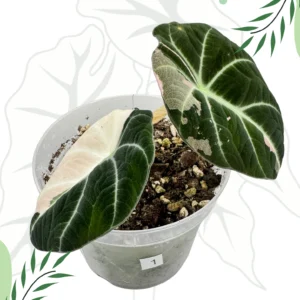 Alocasia Black Velvet Pink Variegata Ø-9cm H-25cm