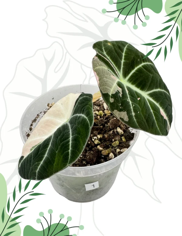 Alocasia Black Velvet Pink Variegata Ø-9cm H-25cm
