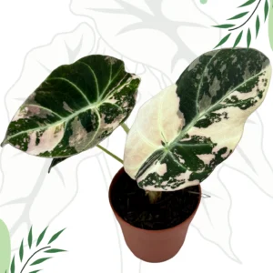 Alocasia Black Velvet Pink Variegata Ø-9cm H-25cm