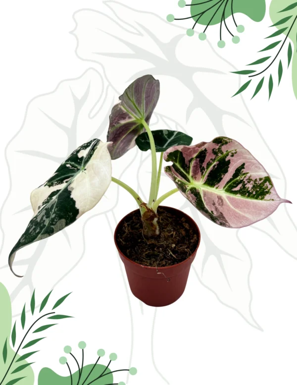 Alocasia Black Velvet Pink Variegata Ø-9cm H-25cm - obrazek 2