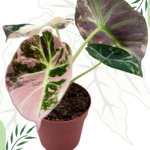 Alocasia Black Velvet Pink Variegata Ø-9cm H-25cm