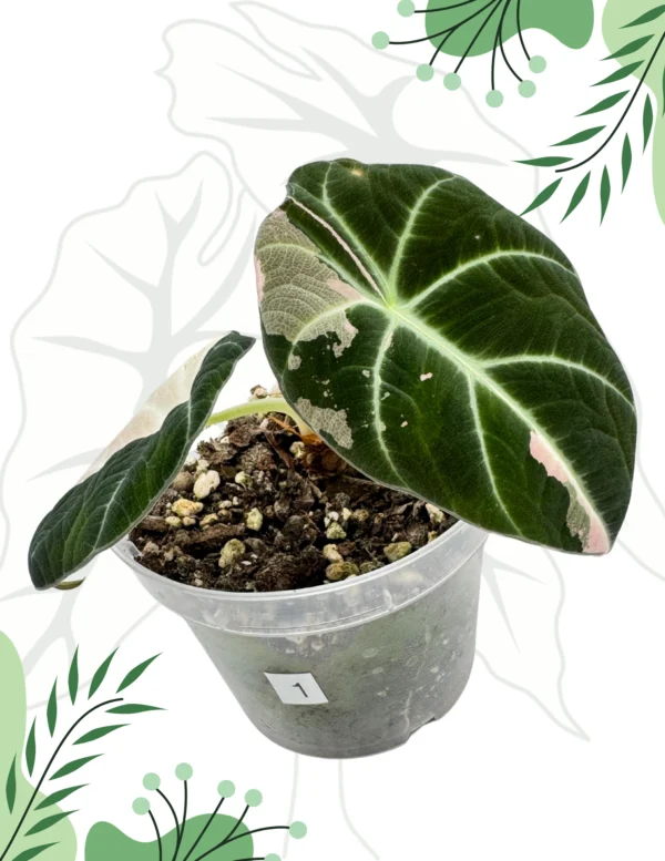 Alocasia Black Velvet Pink Variegata Ø-9cm H-25cm - obrazek 2