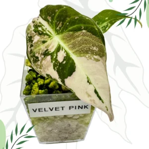Alocasia Black Velvet Pink Variegata Ø-6cm H-10cm