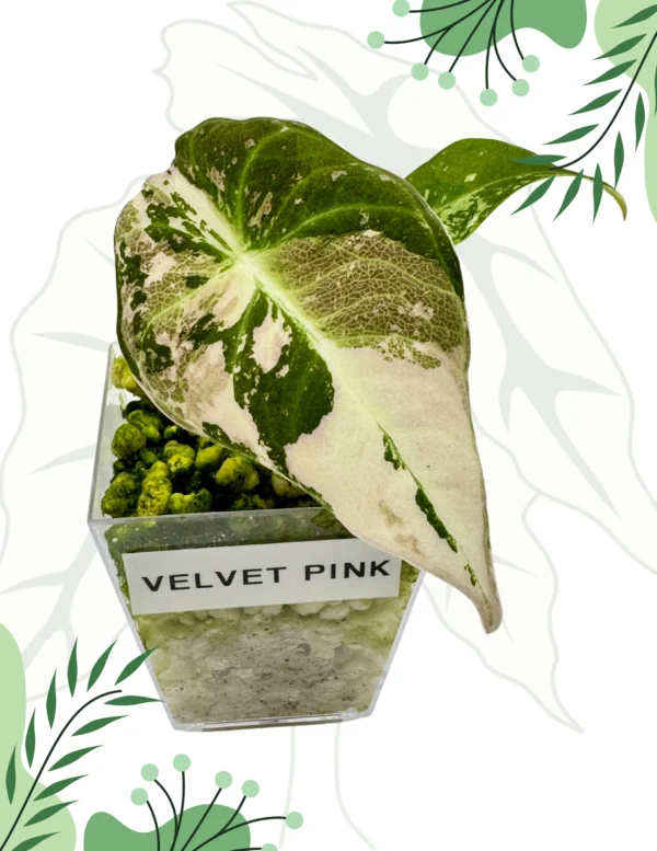 Alocasia Black Velvet Pink Variegata Ø-6cm H-10cm