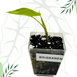 Alocasia Brisbanensis Ø-6cm H-10cm