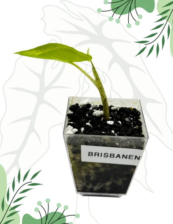 Alocasia Brisbanensis Ø-6cm H-10cm