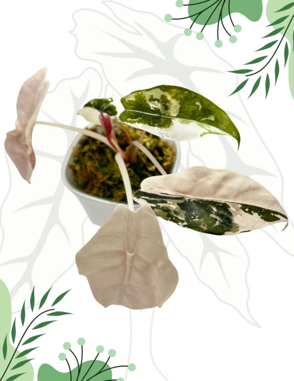 Alocasia Chantrieri Pink Variegata Ø-6cm H-10cm - obrazek 2