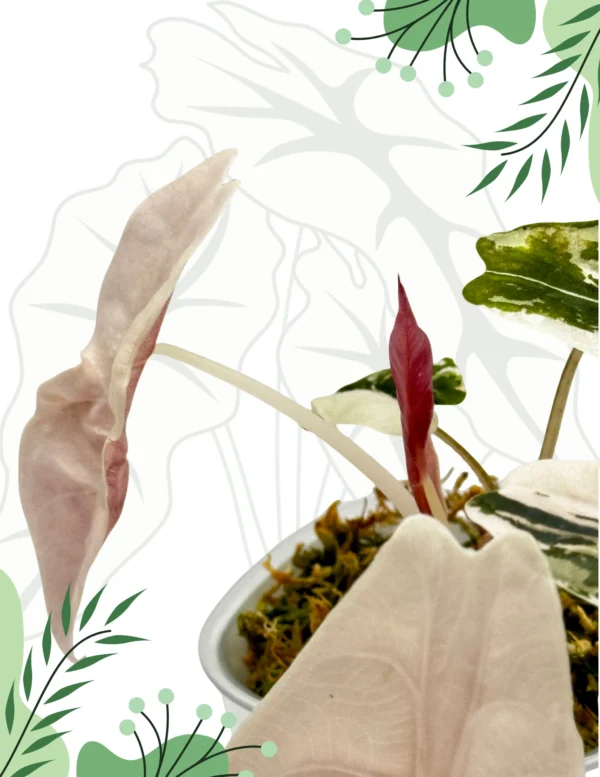 Alocasia Chantrieri Pink Variegata Ø-6cm H-10cm - obrazek 3