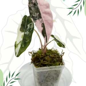 Alocasia Chantrieri Pink Variegata Ø-6cm H-10cm