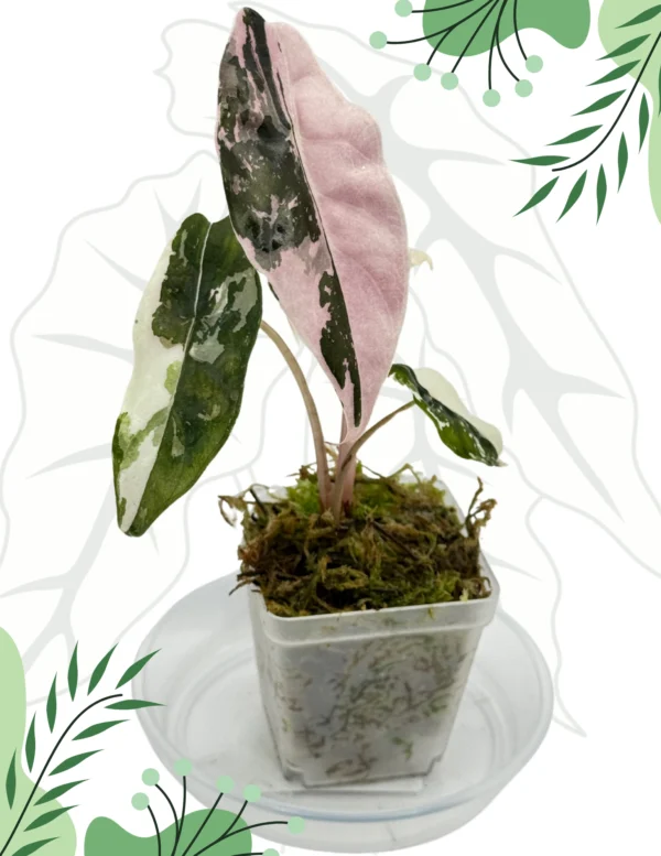 Alocasia Chantrieri Pink Variegata Ø-6cm H-10cm