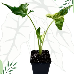 Alocasia Crinkles Albo Variegata Ø-9cm H-20cm