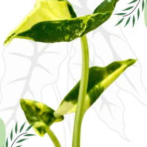 Alocasia Crinkles Albo Variegata Ø-7,5cm H-15cm