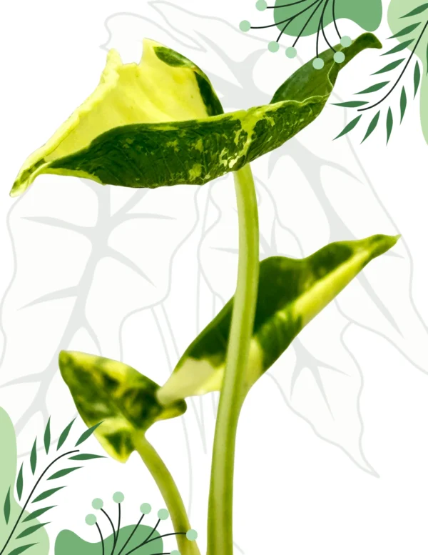 Alocasia Crinkles Albo Variegata Ø-7,5cm H-15cm - obrazek 5