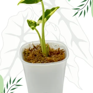 Alocasia Crinkles Albo Variegata Ø-7,5cm H-15cm