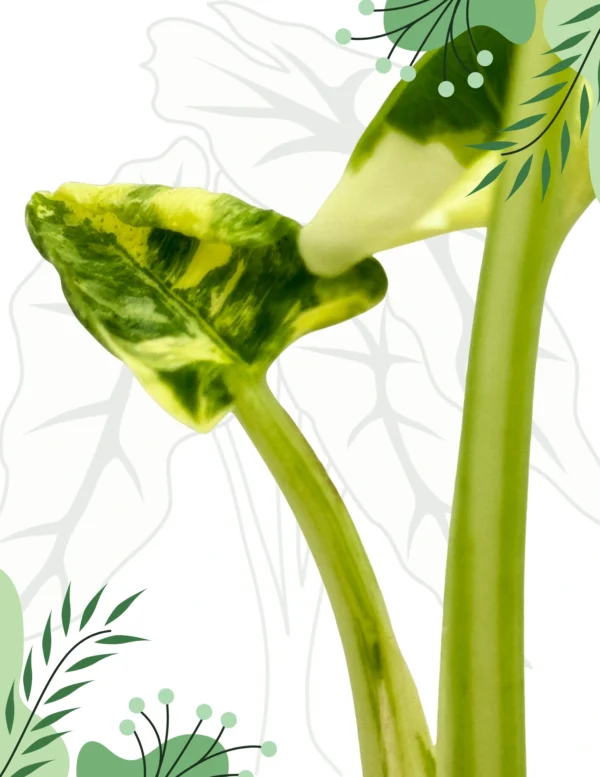 Alocasia Crinkles Albo Variegata Ø-7,5cm H-15cm - obrazek 4