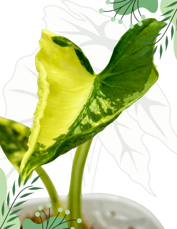 Alocasia Crinkles Albo Variegata Ø-7,5cm H-15cm - obrazek 2