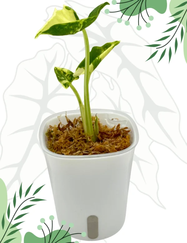 Alocasia Crinkles Albo Variegata Ø-7,5cm H-15cm