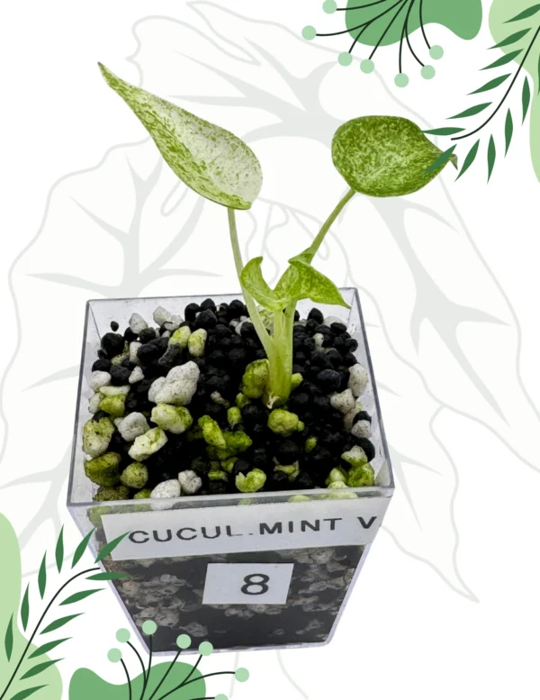 Alocasia Cucullata Mint Variegata Ø-6cm H-10cm - obrazek 4