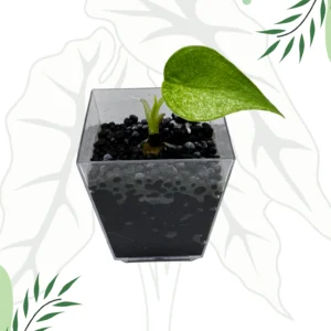 Alocasia Cucullata Mint Variegata Ø-6cm H-10cm