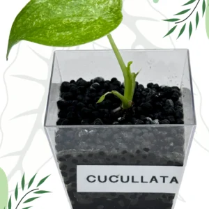 Alocasia Cucullata Mint Variegata Ø-6cm H-10cm