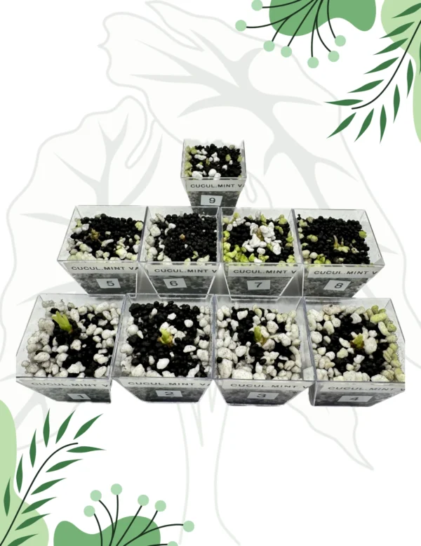 Alocasia Cucullata Mint Variegata (Bulwy) - obrazek 2