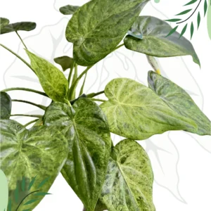 Alocasia Cucullata Mint Variegata (Bulwy)