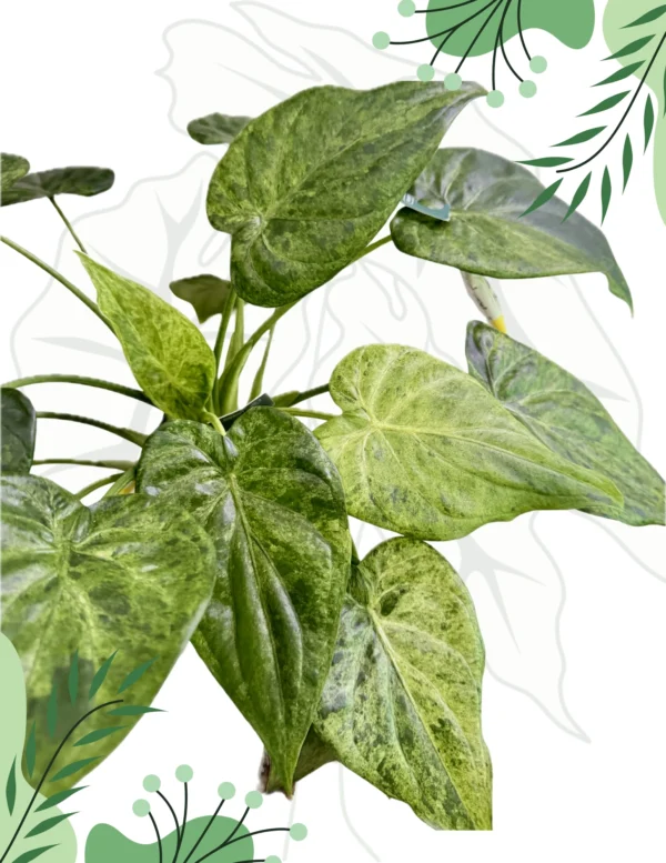 Alocasia Cucullata Mint Variegata (Bulwy)