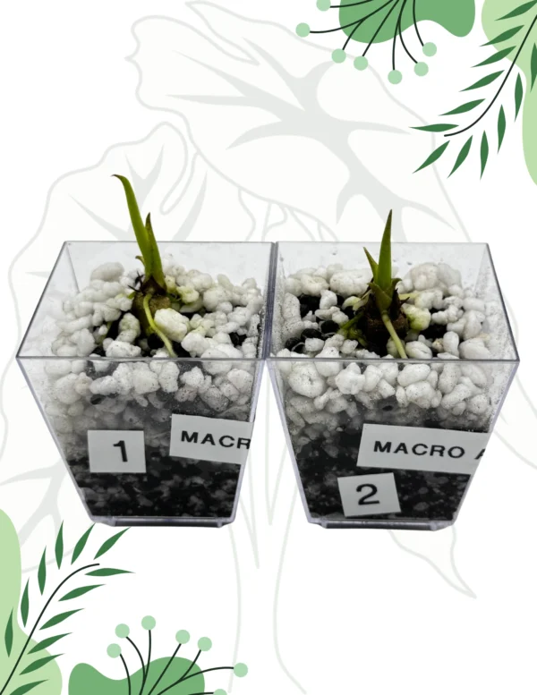 Alocasia Macrorrhizos Yellow Bulwa Ø-6cm H-10cm - obrazek 2
