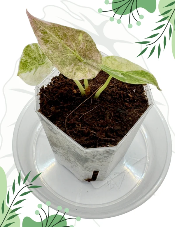 Alocasia Cuprea Pink Variegata Ø-6cm H-10cm