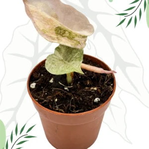 Alocasia Cuprea Pink/Mint Variegata Ø-6cm H-10cm