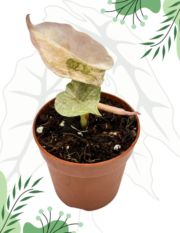 Alocasia Cuprea Pink/Mint Variegata Ø-6cm H-10cm