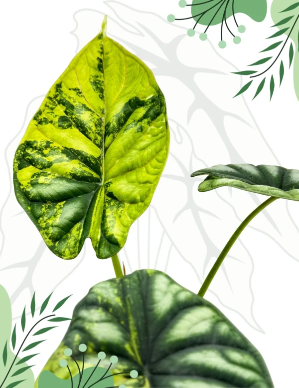 Alocasia Dragon Scale Variegata Ø-9cm H-20cm - obrazek 5