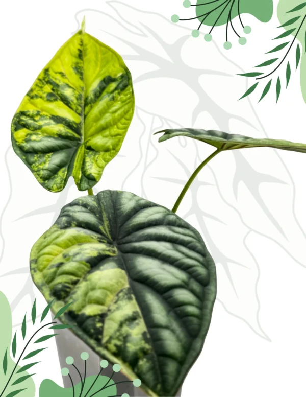 Alocasia Dragon Scale Variegata Ø-9cm H-20cm - obrazek 4