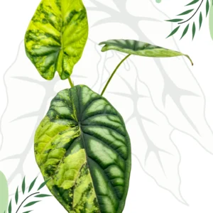 Alocasia Dragon Scale Variegata Ø-9cm H-20cm