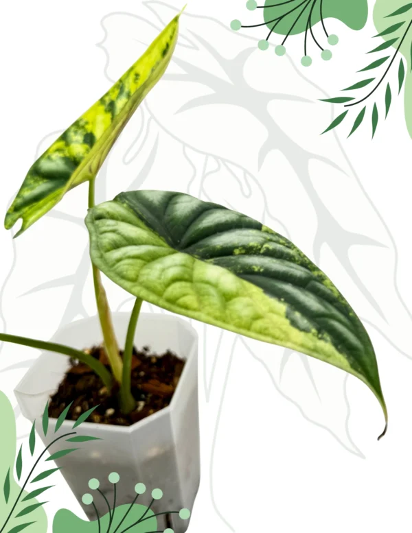 Alocasia Dragon Scale Variegata Ø-9cm H-20cm - obrazek 3