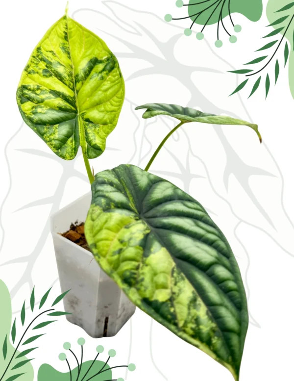 Alocasia Dragon Scale Variegata Ø-9cm H-20cm - obrazek 6