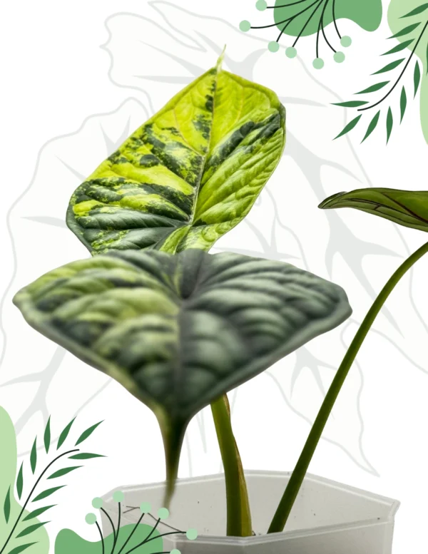 Alocasia Dragon Scale Variegata Ø-9cm H-20cm - obrazek 2