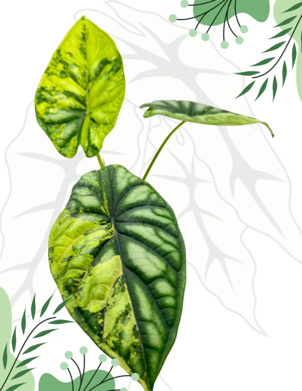 Alocasia Dragon Scale Variegata Ø-9cm H-20cm