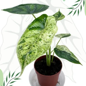 Alocasia Dragon Scale Mint Variegata Ø-7cm H-10cm