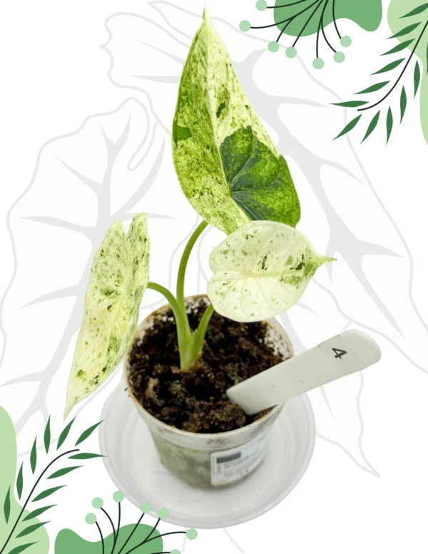 Alocasia Dragon Scale Mint Variegata Ø-7cm H-12cm - obrazek 2