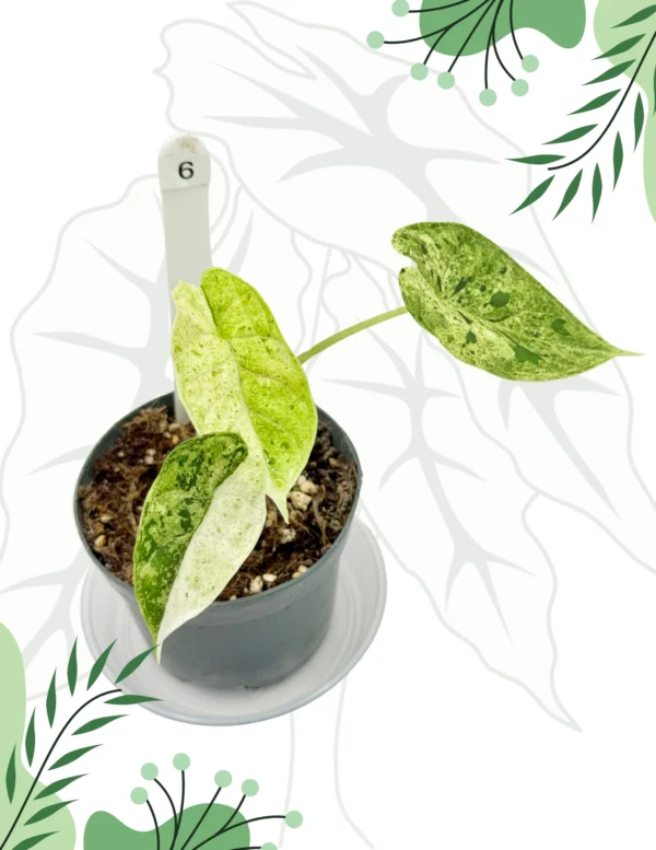 Alocasia Dragon Scale Mint Variegata Ø-7cm H-12cm - obrazek 3