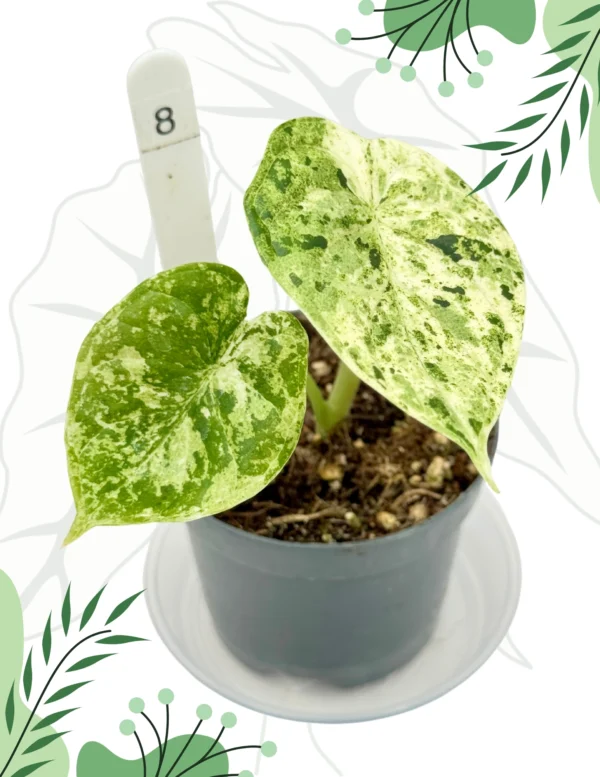Alocasia Dragon Scale Mint Variegata Ø-7cm H-12cm - obrazek 4