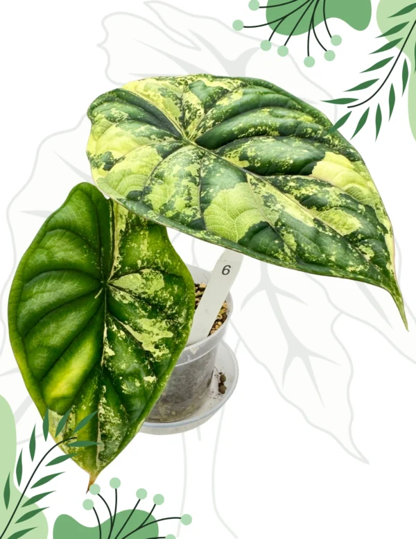 Alocasia Dragon Scale Variegata Ø-9cm H-20cm - obrazek 3