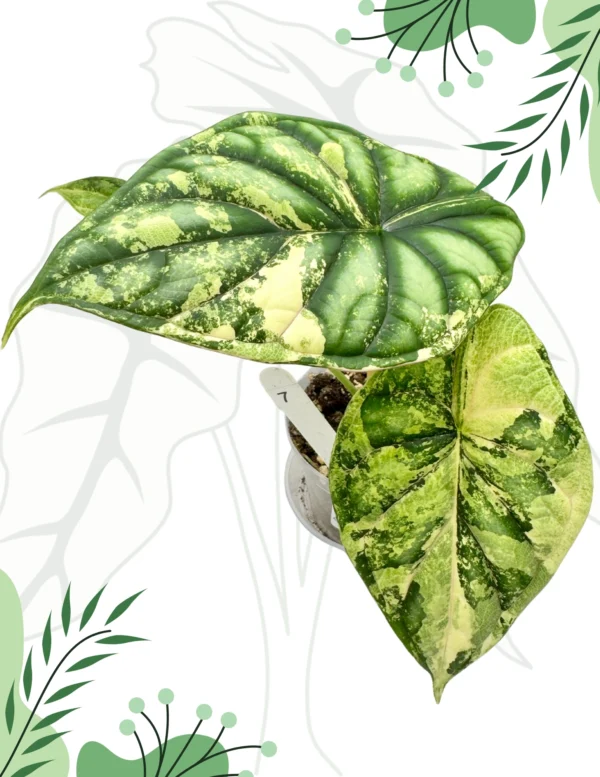 Alocasia Dragon Scale Variegata Ø-9cm H-20cm