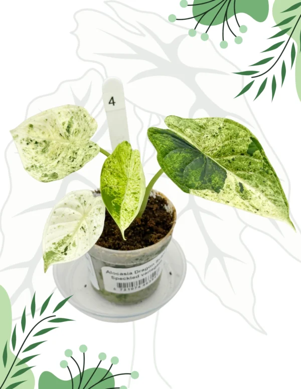 Alocasia Dragon Scale Mint Variegata Ø-7cm H-12cm - obrazek 4
