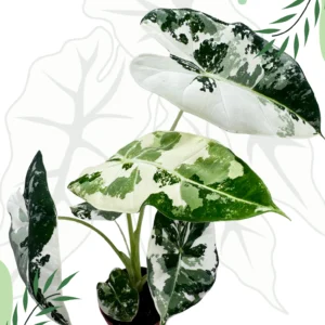 Alocasia Frydek Variegata Ø-7cm H-10cm
