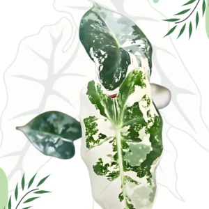 Alocasia Frydek Variegata Ø-7cm H-10cm
