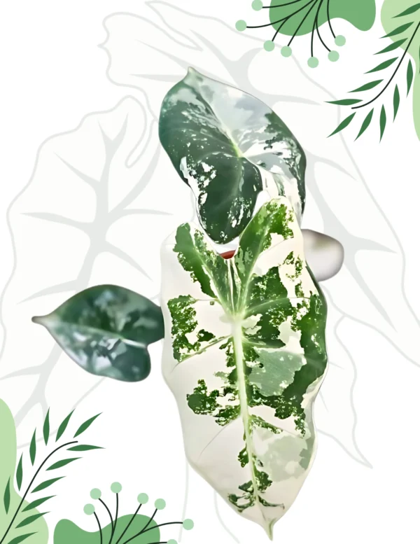 Alocasia Frydek Variegata Ø-7cm H-10cm